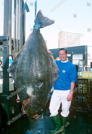 Halibut Fishing Stock Pictures Editorial Images And Stock Photos Shutterstock