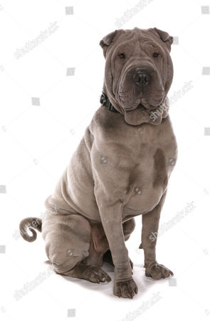 best collar for shar pei