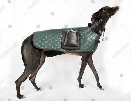 greyhound coats and collars