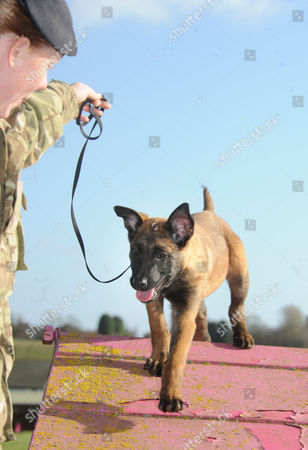 Defence Animal Centre Melton Mowbray Train Puppies Editorial Stock Photo Stock Image Shutterstock