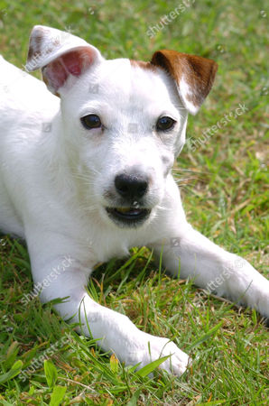 Bubba Jack Russell Puppy Who Recovering After Editorial Stock