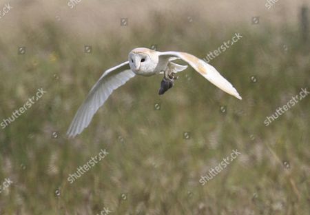 Barn Owl Flying Carrying Field Vole Editorial Stock Photo Stock