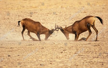 Alcelaphinae Stock Pictures, Editorial Images and Stock Photos