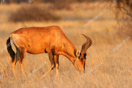 Alcelaphinae Stock Pictures, Editorial Images and Stock Photos