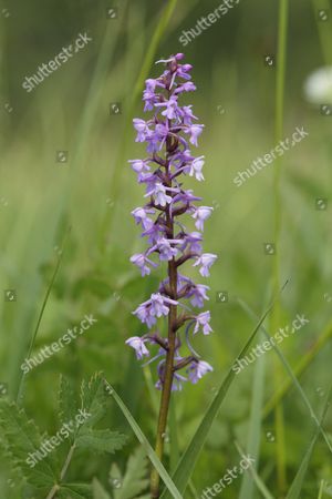 Weilheim Stock Pictures Editorial Images And Stock Photos Shutterstock