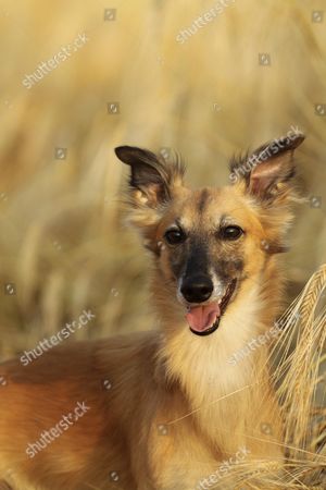 Sighthound Stock Photos Editorial Images And Stock Pictures