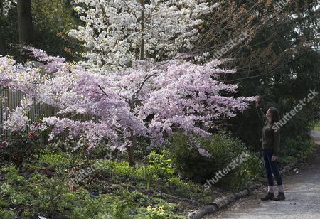 Camellias Stock Pictures Editorial Images And Stock Photos Shutterstock