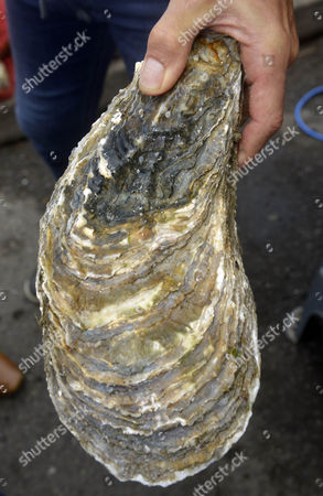 worlds largest oyster