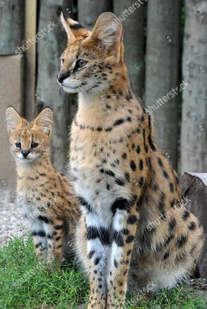 serval-kitten-twins-at-olomouc-zoo-czech