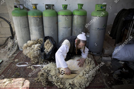 Image result for jew shearing