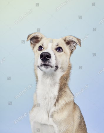 Lurcher Stock Photos Editorial Images And Stock Pictures