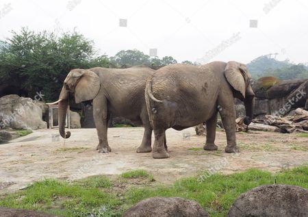 Two Elephants Pictured Their Enclosure Taipei Zoo Editorial Stock Photo Stock Image Shutterstock