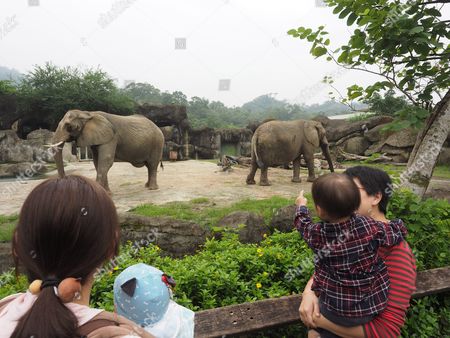 Visitors Look Elephants Taipei Zoo Taipei Taiwan Editorial Stock Photo Stock Image Shutterstock