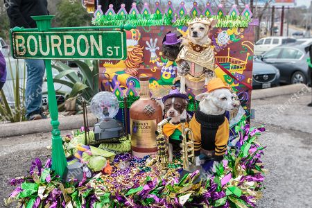 Mardi Gras Dog Parade Austin Stockfotos Exklusiv Shutterstock