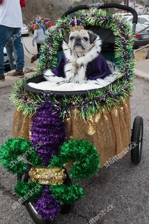 Mardi Gras Dog Parade Austin Stockfotos Exklusiv Shutterstock