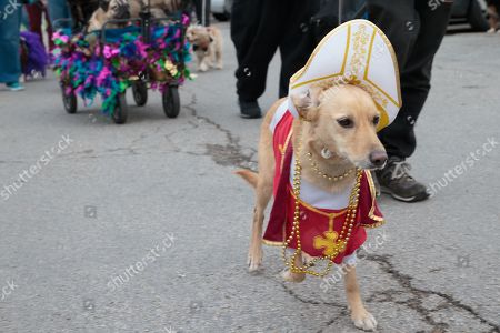 Mardi Gras Dog Parade Austin Stockfotos Exklusiv Shutterstock