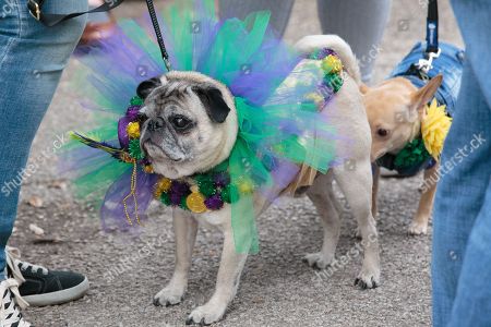 Mardi Gras Dog Parade Austin Stockfotos Exklusiv Shutterstock