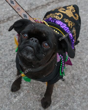 Mardi Gras Dog Parade Austin Stockfotos Exklusiv Shutterstock