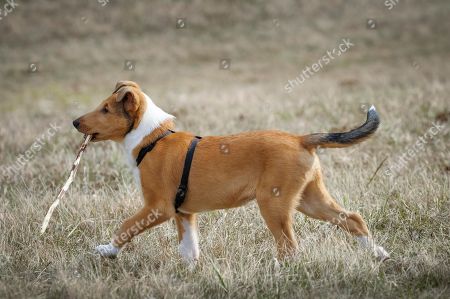 Short Haired Stock Photos Editorial Images And Stock Pictures