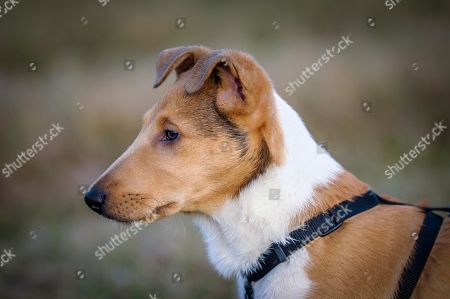 Short Haired Stock Photos Editorial Images And Stock Pictures