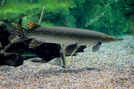 Alligator Gar Atractosteus Spatula Adult Swimming Captive Redaktionelles Stockfoto Stockbild Shutterstock