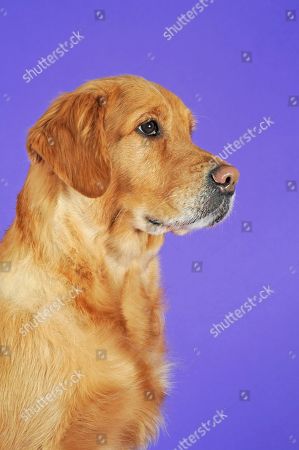 Dark Blond Stockbilder Redaktionella Bilder Och Stockfoton Shutterstock