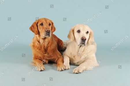 Dark Blond Stockbilder Redaktionella Bilder Och Stockfoton Shutterstock