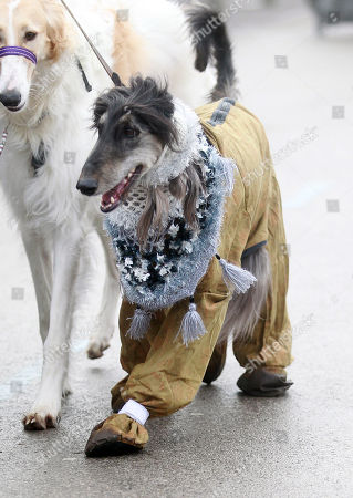 Crufts Dog Show Day 2 Stock Photos Exclusive Shutterstock