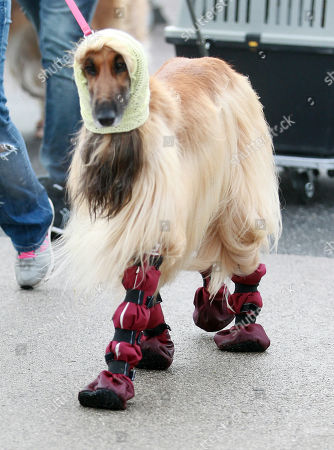 Crufts Dog Show Day 2 Stock Photos Exclusive Shutterstock