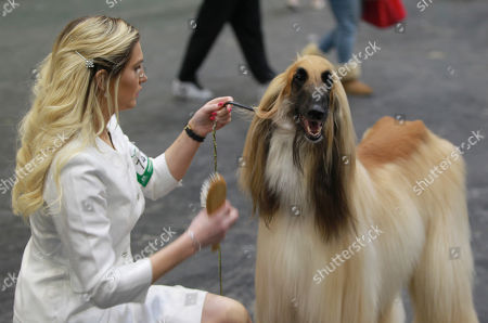 Crufts Dog Show Day 2 Stock Photos Exclusive Shutterstock