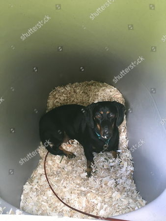 underground dog kennel