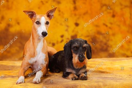 Whippet Stock Photos Editorial Images And Stock Pictures