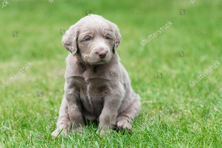 Weimaraner Stock Pictures Editorial Images And Stock Photos