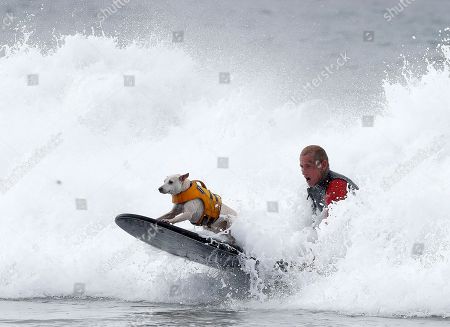 Surf City Dog Surfing Championship Huntington Beach Stockfotos Exklusiv Shutterstock