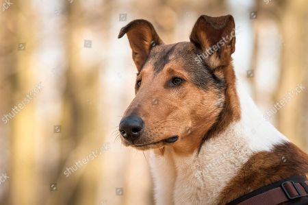 Short Haired Stock Photos Editorial Images And Stock Pictures