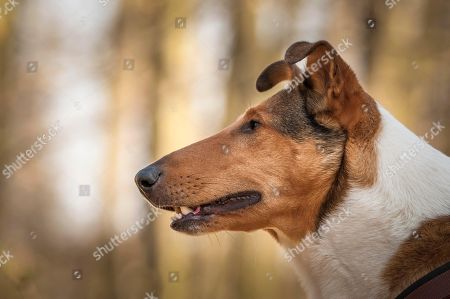 Short Haired Stock Photos Editorial Images And Stock Pictures