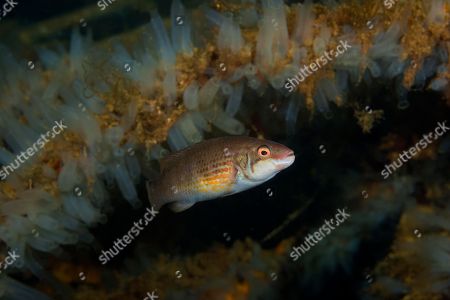 Sea Squirt Stock Pictures Editorial Images And Stock Photos