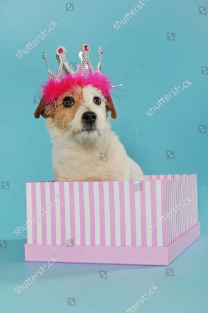 Jack Russell Terrier Stock Pictures Editorial Images And Stock