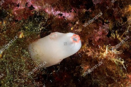 Sea Squirt Stock Photos Editorial Images And Stock Pictures