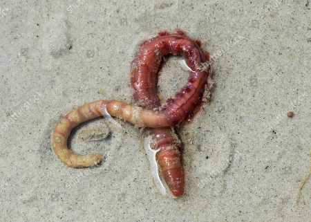 lugworm
