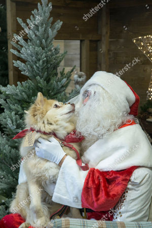 Dobbies Garden Centres Launch Santas Doggy Grotto Stock Photos