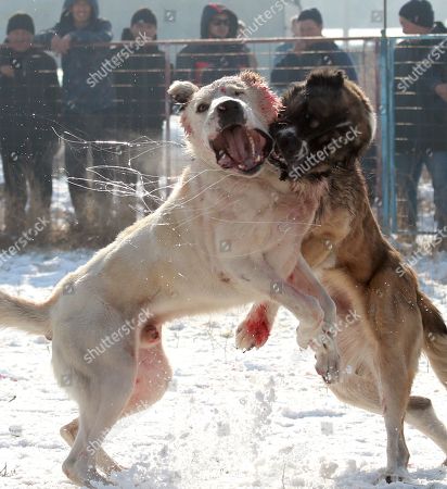 best fighting dog